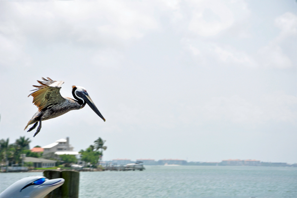 pelican diving